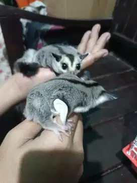 Sugar glider white face Joey 2ekor female betina 1blnan