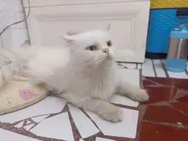Kicing Betina Flatnose