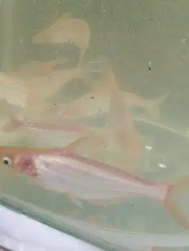 Ikan hias Patin Albino