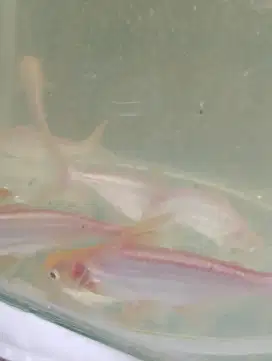 Ikan Hias Patin Albino