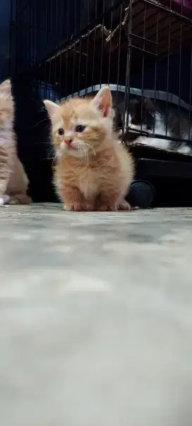 Kitten jantan Munchkin x BSH