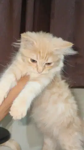Kitten Persia Betina