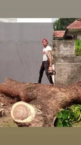Jasa tebang pohon