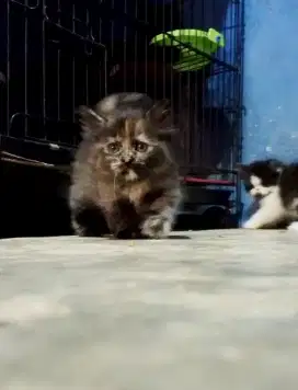 Kitten Munchkin Betina
