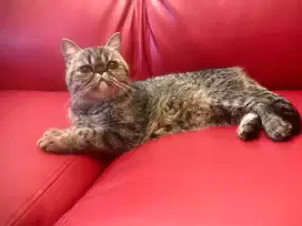 Kucing peaknose betina