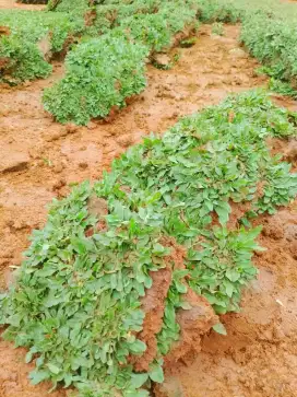 Rumput Gajah Mini