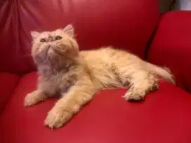 Kucing peaknose jantan