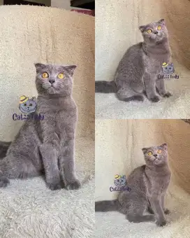 BSH BRITISH SHORTHAIR BLUE SOLID SCOTISH FOLD B