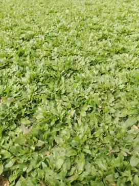 Rumput Gajah Mini