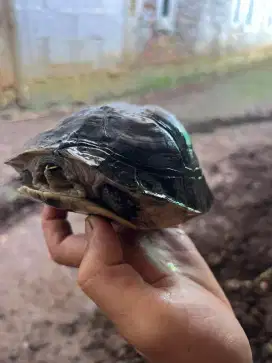 KURA KURA BRAZIL