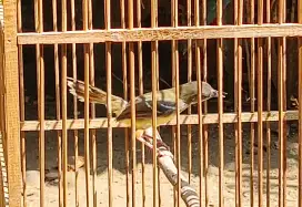 Burung ciblek jantan