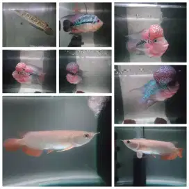 Jual Cepat Ikan Predator