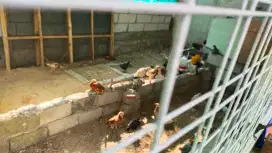 Ayam Joper (jowo persilangan)