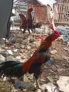 Ayam Bangkok Pakhoy