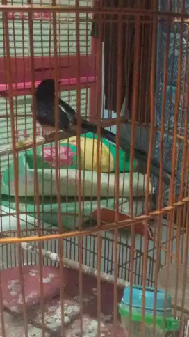 Jual murai sangkar masih bagus ekor kurang lebih nya 20 cm