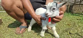 KAMBING PIGMY ORI AFRICA