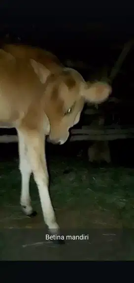 Anak sapi betina /cewe