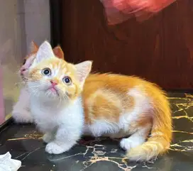 Kucing kitten munchkin betina