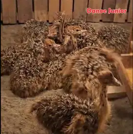 BURUNG UNTA ANAKAN SUDAH MANDIRI