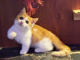 Kucing kitten munchkin jantan