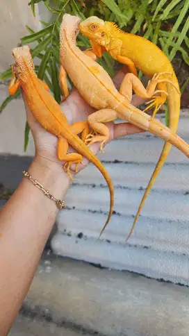 Iguana Red Albino