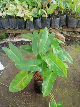 Tanaman Philodenron Burlemax
