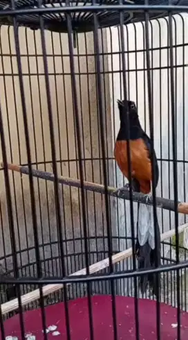 Burung murai gacor