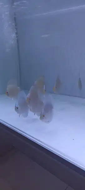 Discus diskus blue diamond 2 inch up