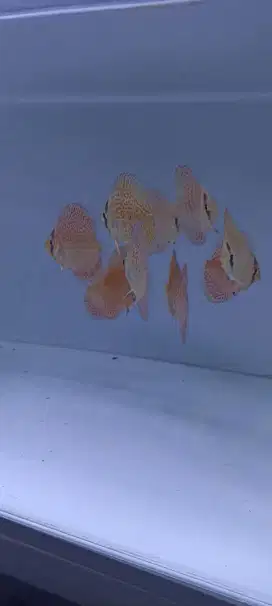 Diskus discus leopard rings 2 inch up