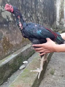JUAL AYAM PAMAGON USIA 6 BULAN
