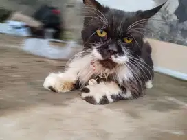 Gyosum excell cat asesoris drop cielling