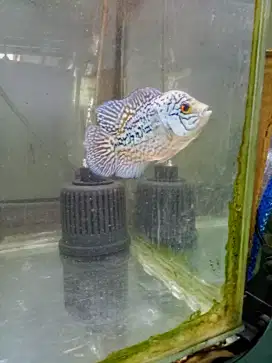 Louhan kamfa f2
