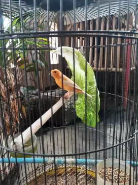 Kenari Warna Extrajos Gacor