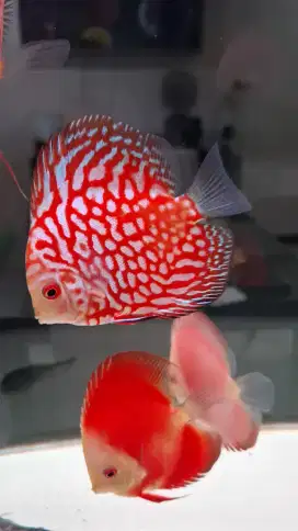 Discus diskus red pigeon jaguar 3 inch