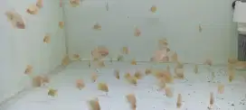 Burayak anakan discus diskus leo pigeon