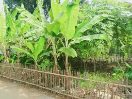 TANAH CANTIK DAN SEJUK BUAT RM TINGGAL GNSINDUR