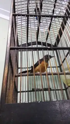 Muray cewean blorok lg ngerapihin bulu