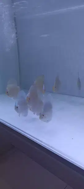 Discus diskus blue diamond 2 inch