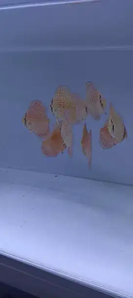 Diskus discus leopard ring 2 inch up