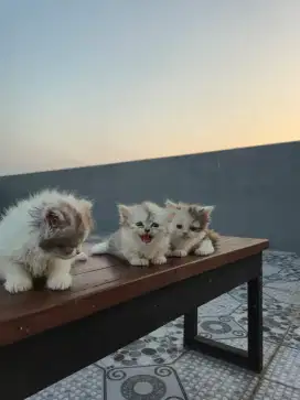 LA munchkin dan NS Betina kitten