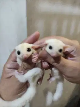 Sugar Glider Leu Leucistic Jantan Joey Murah Leucistik WF WHITE FACE