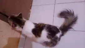 Open adopt kucing mixdom
