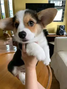 DIJUAL ANAK ANJING CORGY