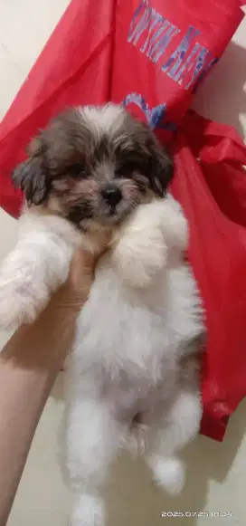 Shitzu mix poodle (shipoo)