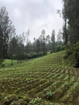 Dijual Tanah 2.430m² SHM Dekat Plataran Bromo – Cocok Vila Wisata