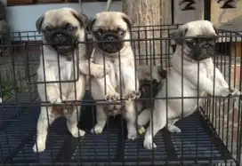 DIJUAL ANAK ANJING PUG