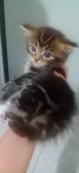 Adop kucing persia mix mancone