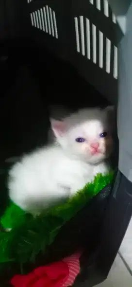 Adop kucing persia mix mancone