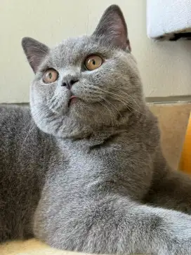 British shorthair jantan bonus kandang