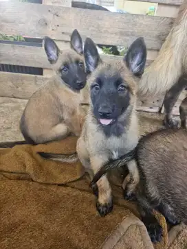 DIJUAL ANAK ANJING BELGIAN MALINOIS